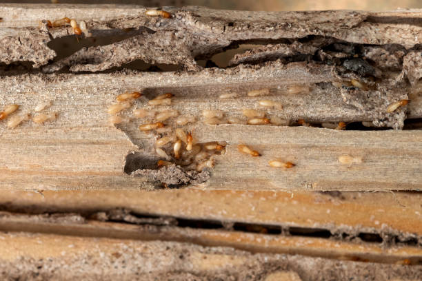 Best Best Pest Control Near Me  in Biscoe, NC